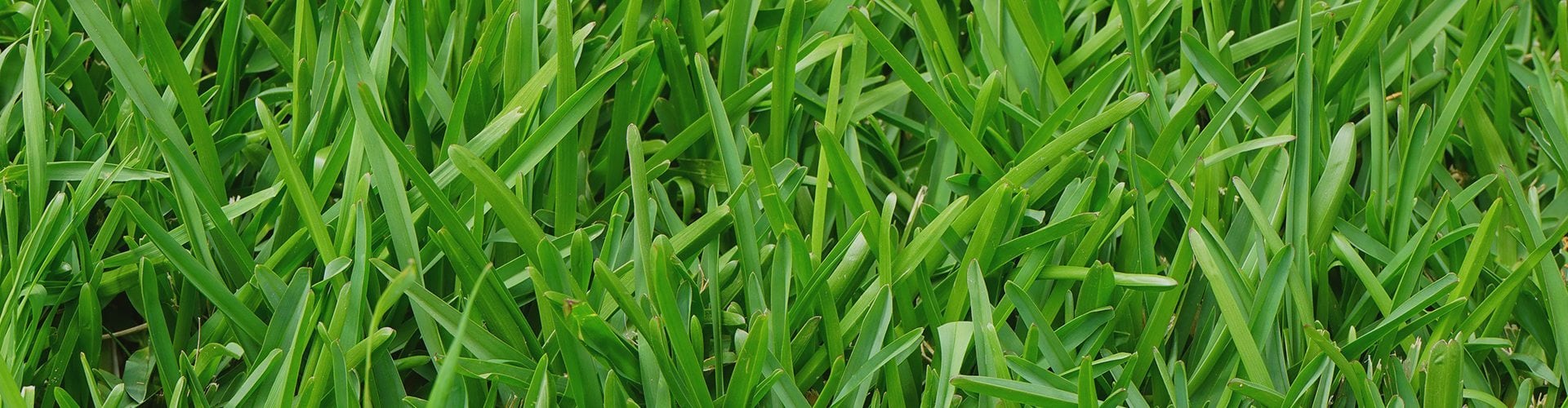 crabgrass