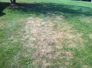 grub damage on lawn