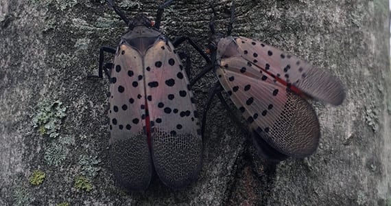 3rd instar spotted lanternfly nymphs