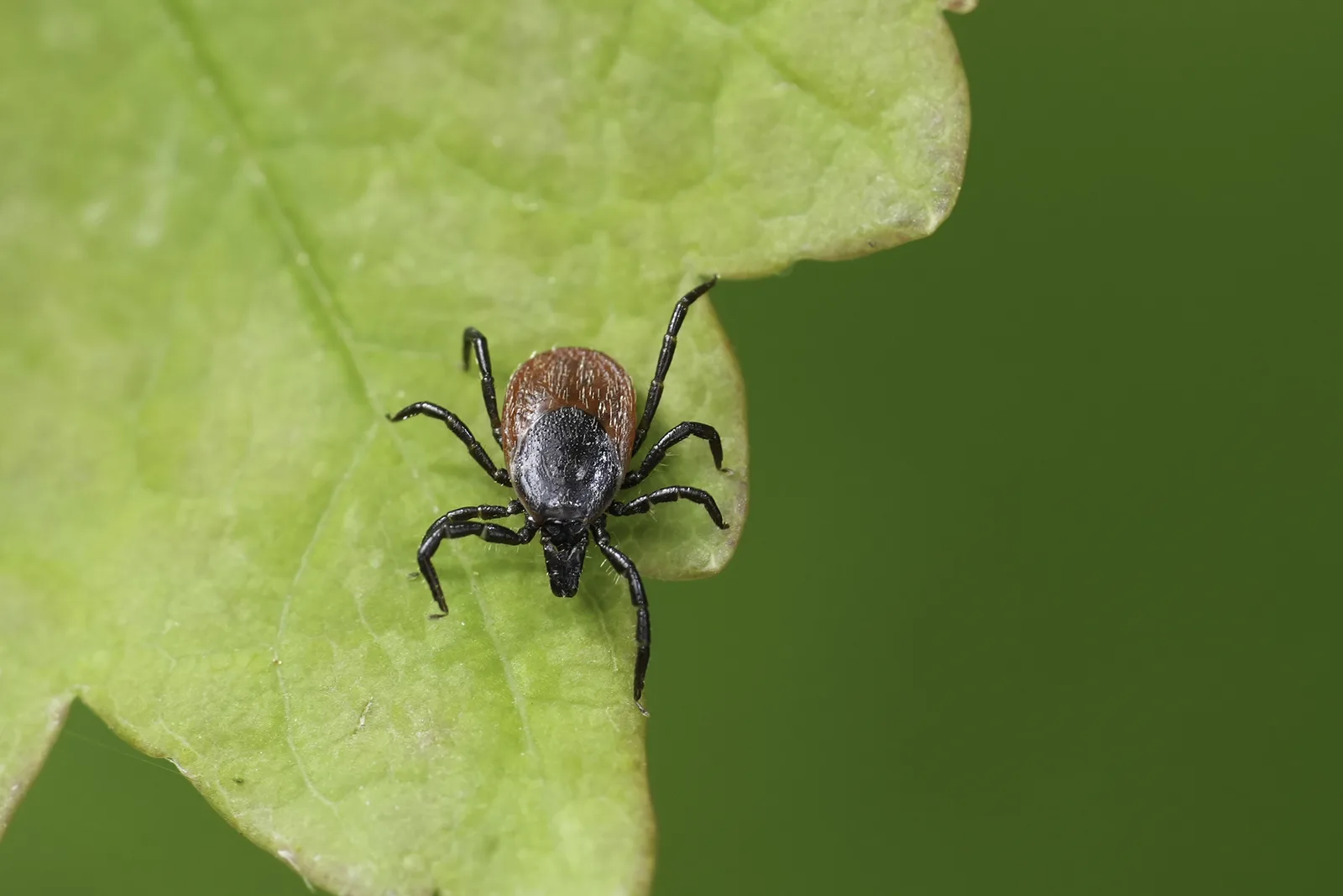 Close-up of a tick on outdoor vegetation in Pennsylvania
