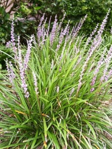 liriope