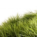 Lawn along a street after winter in South Central Pennsylvania