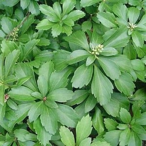 pachysandra (2)