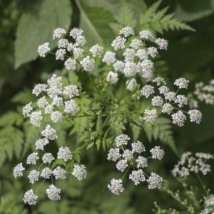 poisonous hemlock