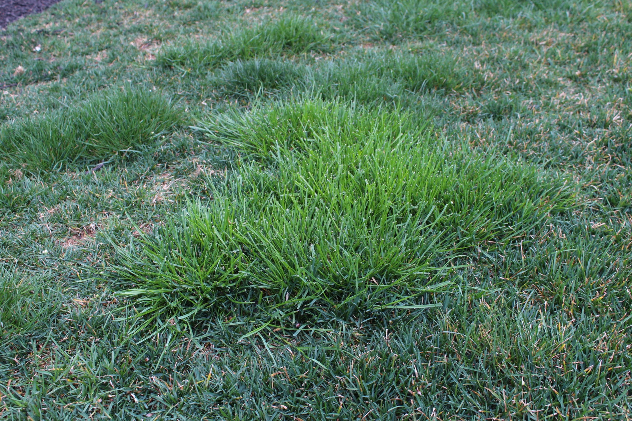 poa trivialis