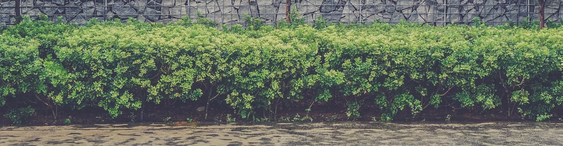 Three Tips for Pruning Your Shrubs | Tomlinson Bomberger