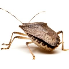 stink bug