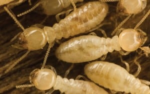 termites