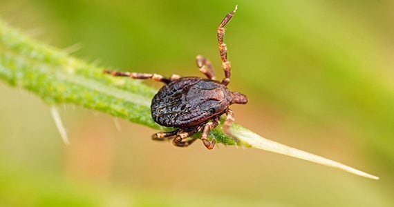 Tick Control in Lancaster and Harrisburg | Tomlinson Bomberger