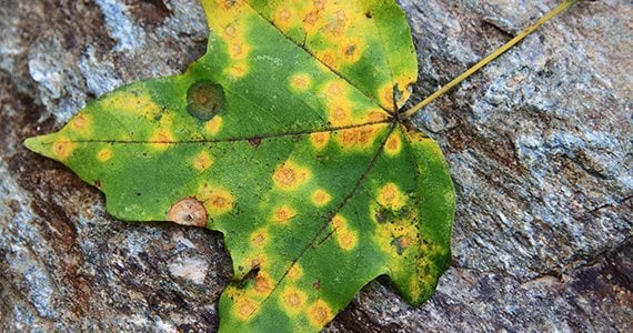 The Worst Advice about Tree and Shrub Care - Tomlinson Bomberger