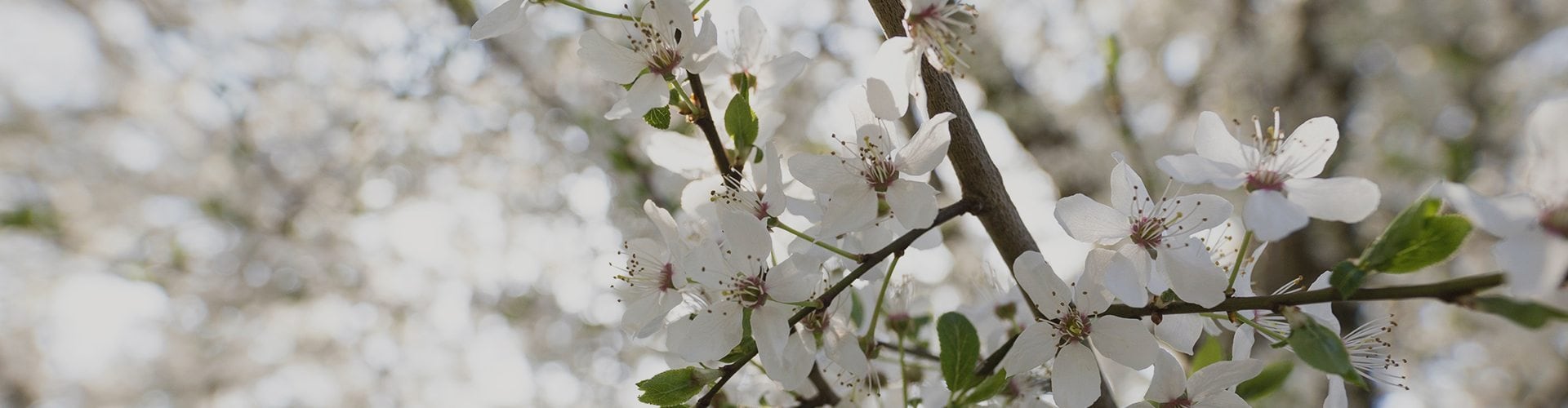 crabapple flowers - pink