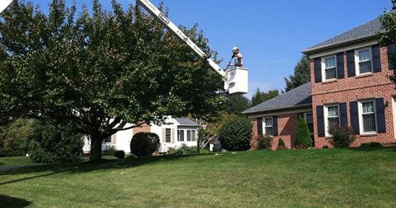 A large healthy tree.