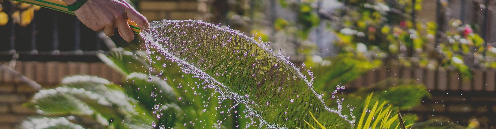 Landscape Watering to Beat Summer Heat | Tomlinson Bomberger