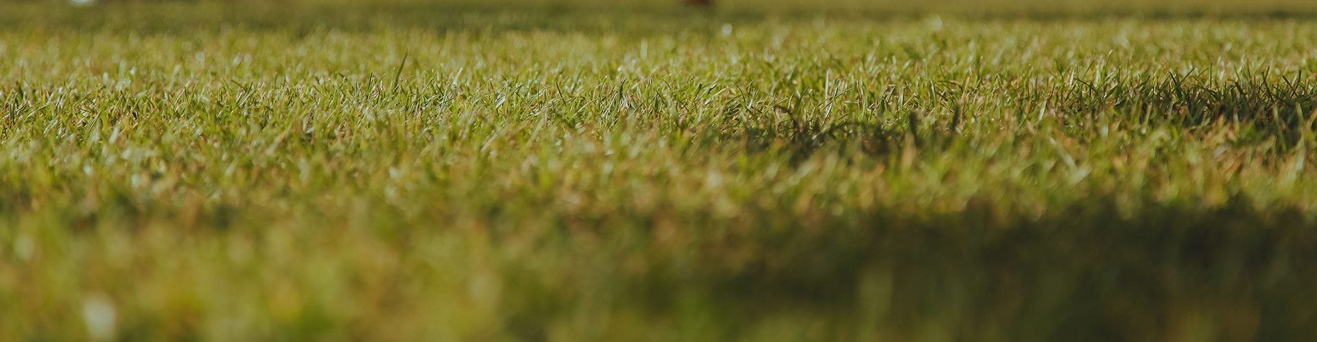 What is Lawn Aeration?