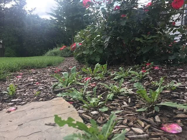 Shrub Bed Weed