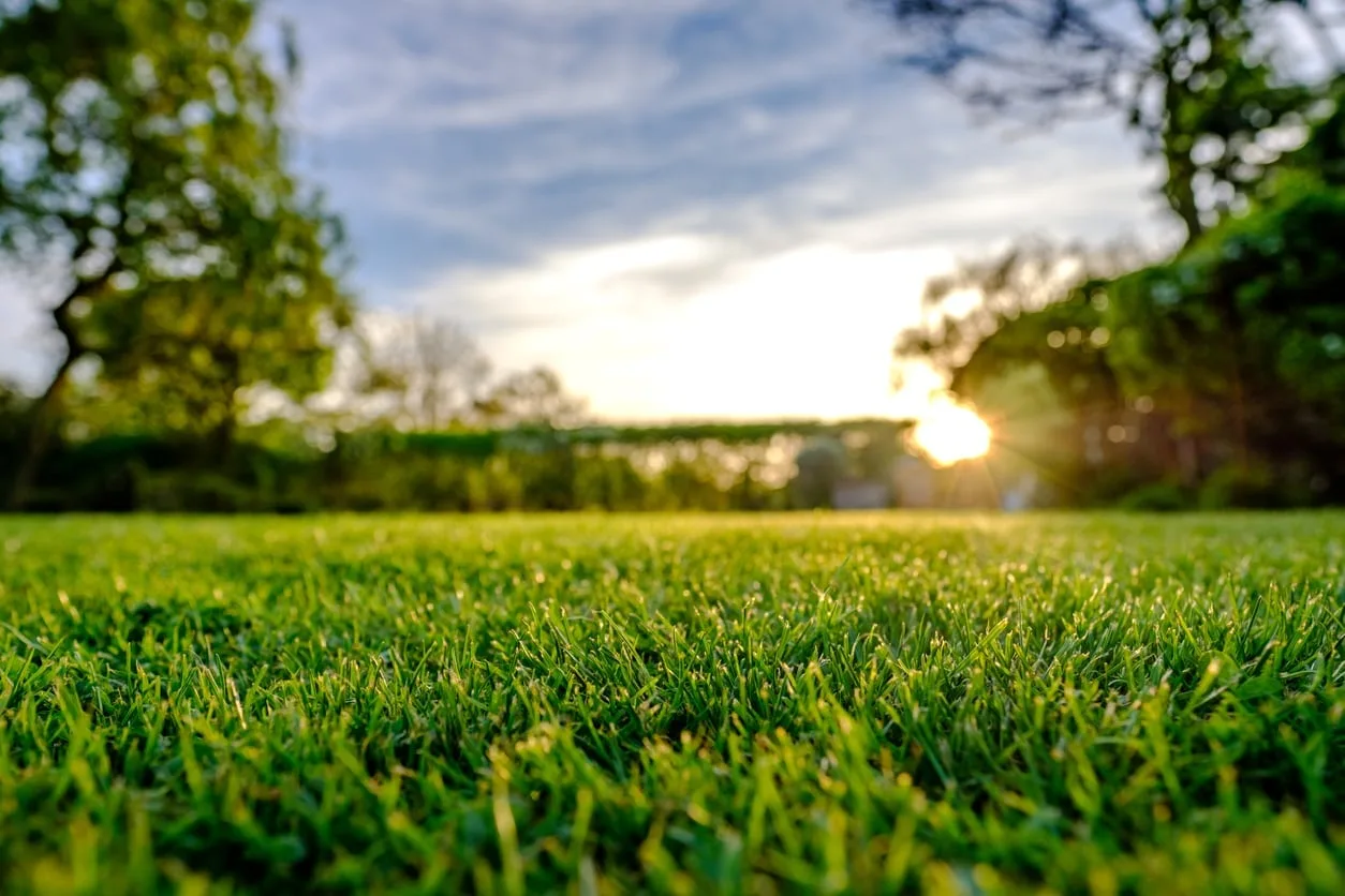 Beautiful weed-free lawn after professional treatment