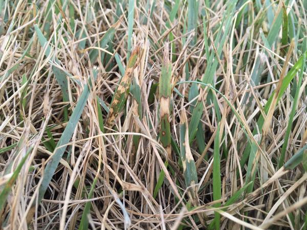 Brown patch disease showing irregular brown patches in turf during hot, humid weather