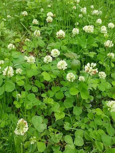 Clover weed in a Pennsylvania lawn