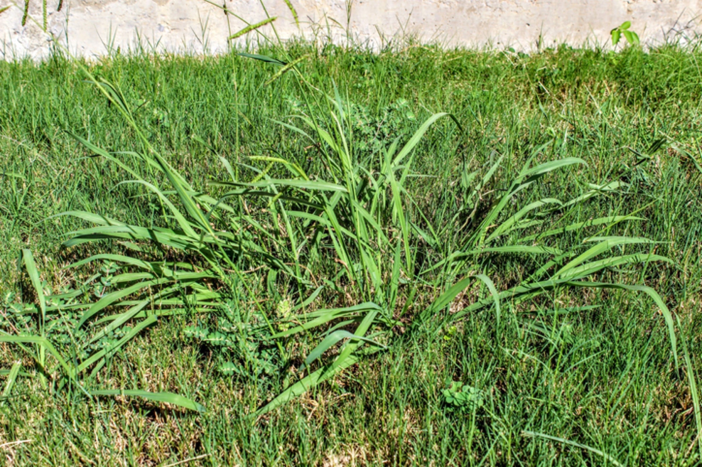 Weed identification and healthy turf with weed control