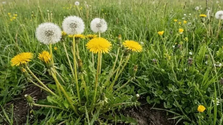 Dandelion weed in a Pennsylvania lawn