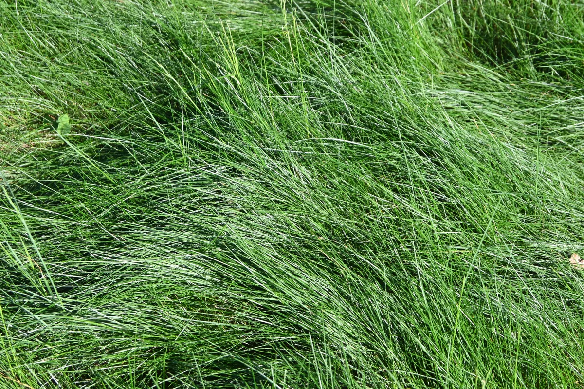 Fine fescue grass with thin blades