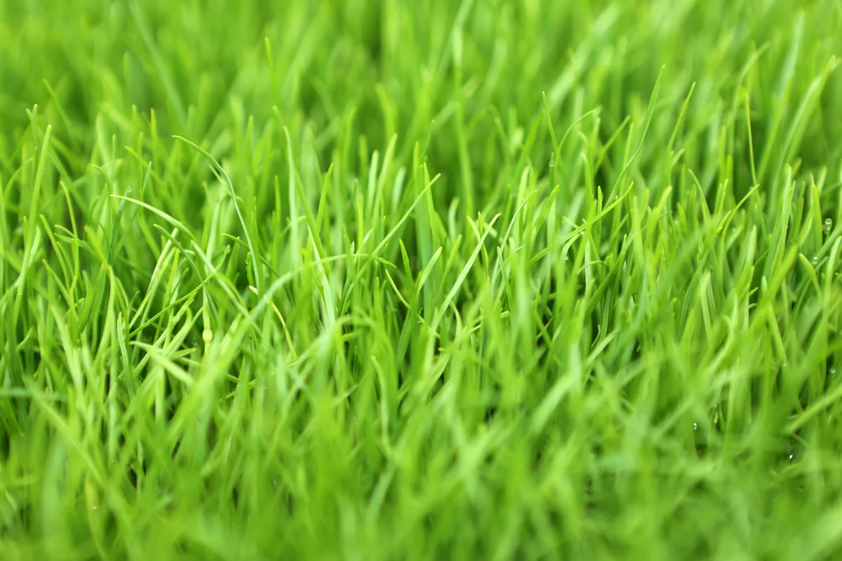 Perennial ryegrass lawn with bright green color