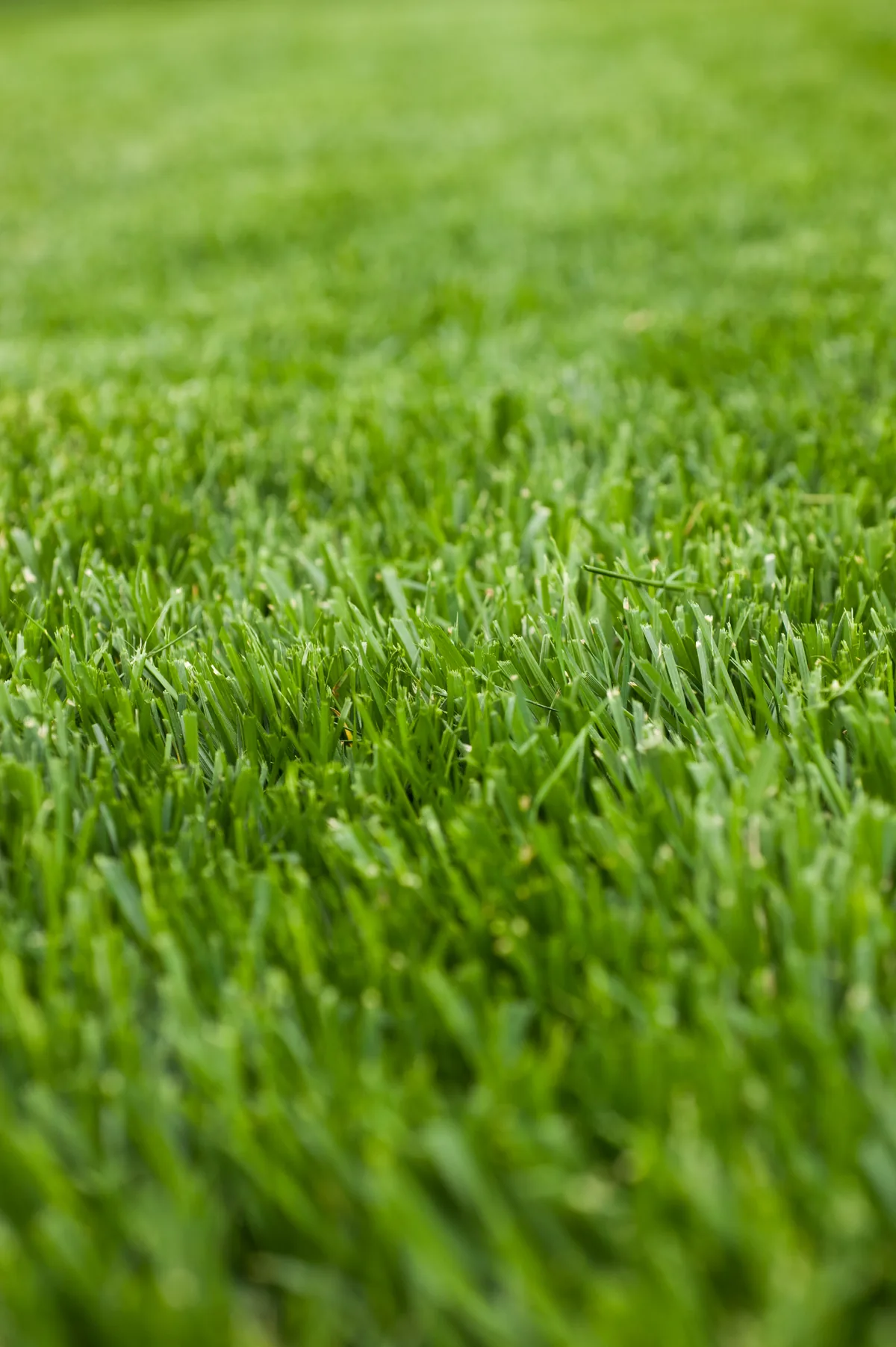 Tall fescue turf with coarse texture