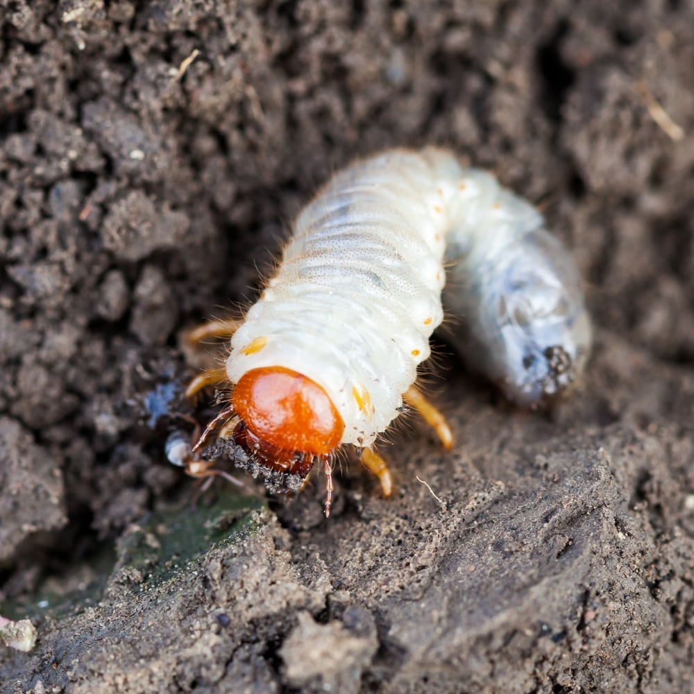 White grubs in soil—timing preventive grub control in Lancaster and Harrisburg PA