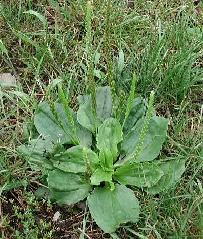 Lawn weeds targeted by professional integrated weed management