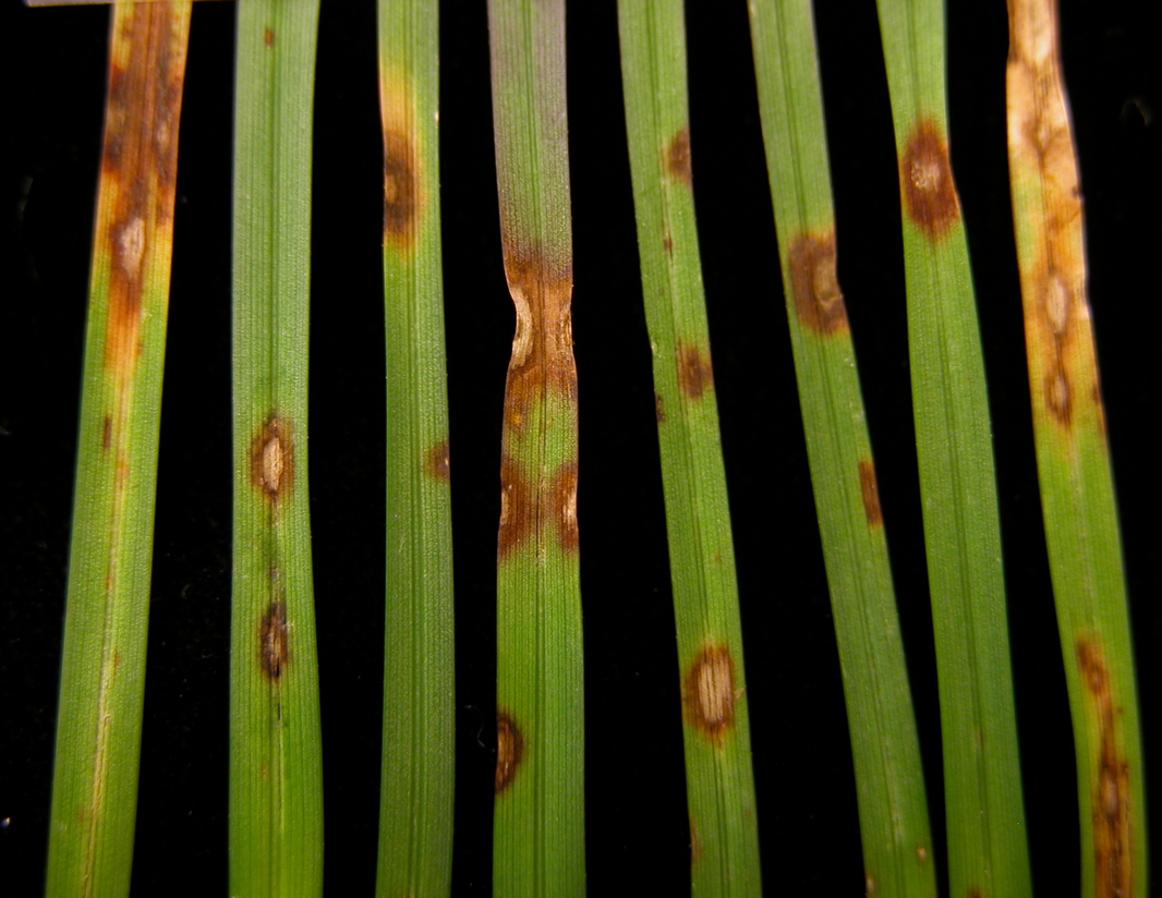 Turf leaf spot—dark lesions and straw-colored grass blades during warm, humid weather