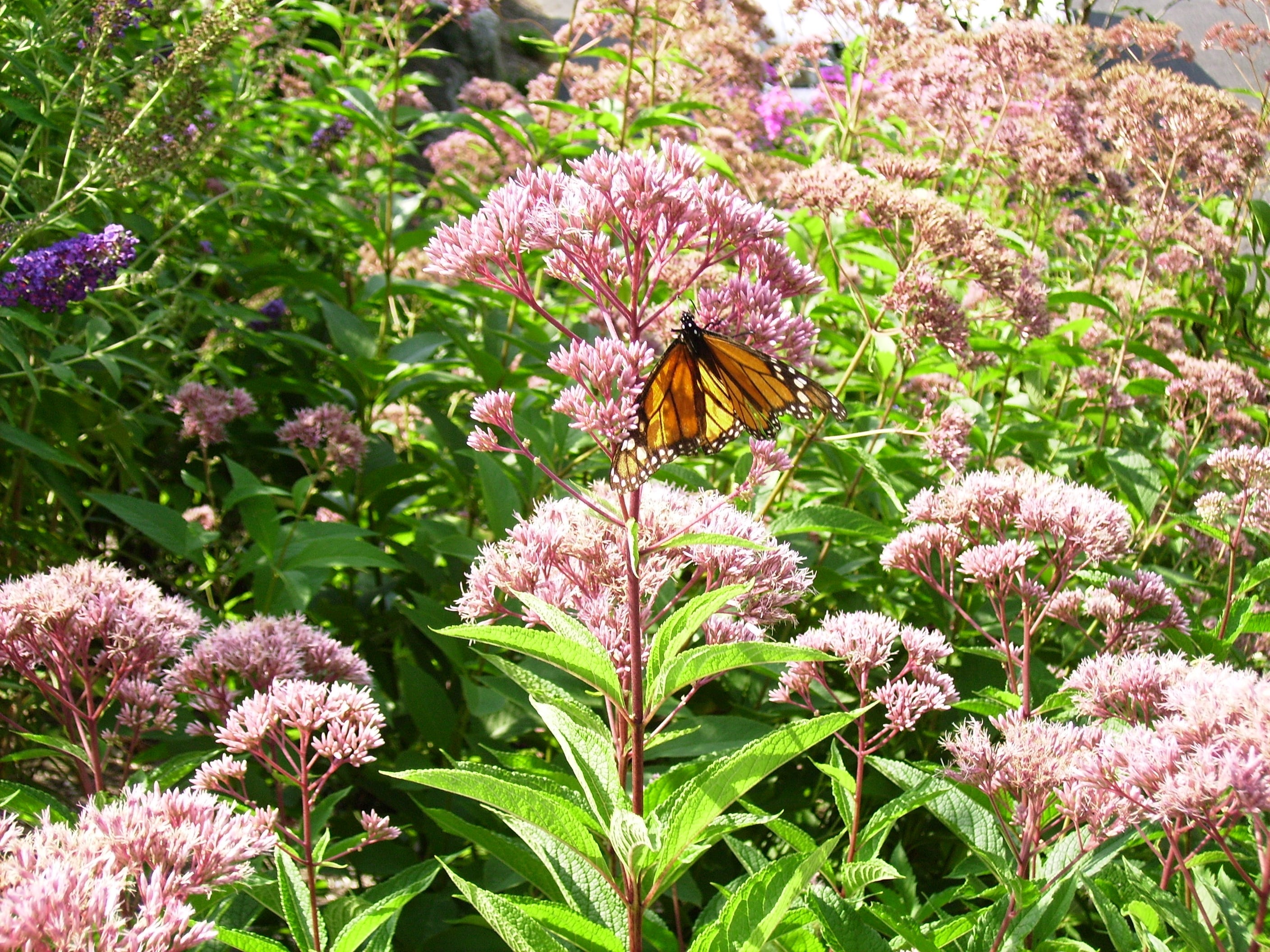 Plant Growth Regulator