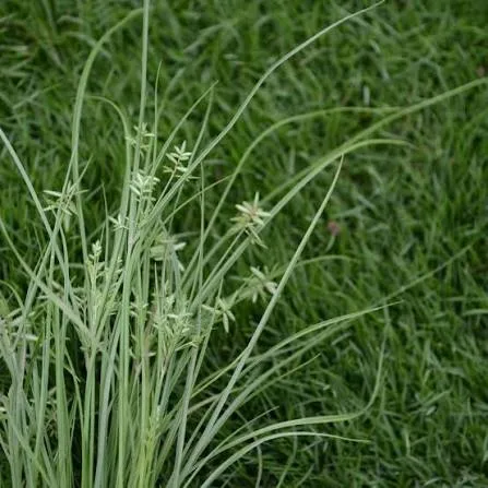 Nutsedge weed in a Pennsylvania lawn