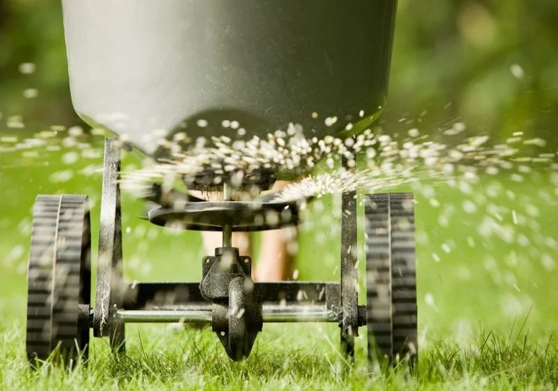 Broadcast overseeding application on a green lawn