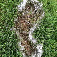 Pythium blight on turf—greasy, darkened grass with possible cottony growth in hot, wet conditions