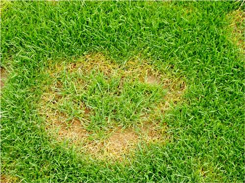 Summer patch on Kentucky bluegrass showing brown rings or arcs with healthier turf inside