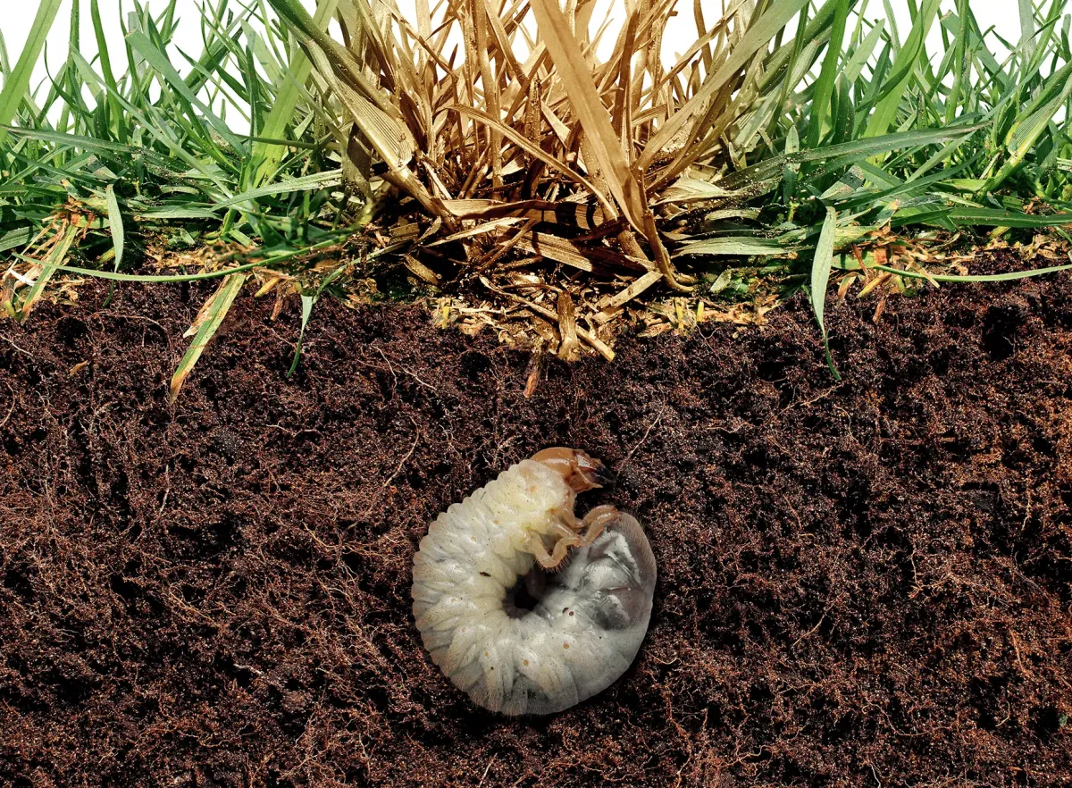 White grubs in soil—timing preventive grub control in Lancaster and Harrisburg PA