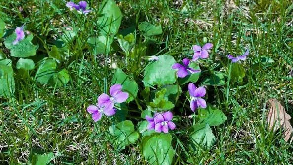 Wild violets in a Pennsylvania lawn