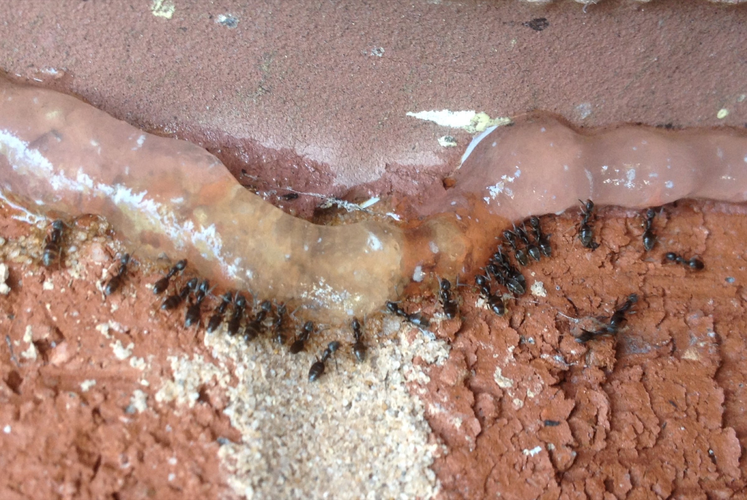 Ants feeding on bait during professional ant treatment in Lancaster and Harrisburg PA