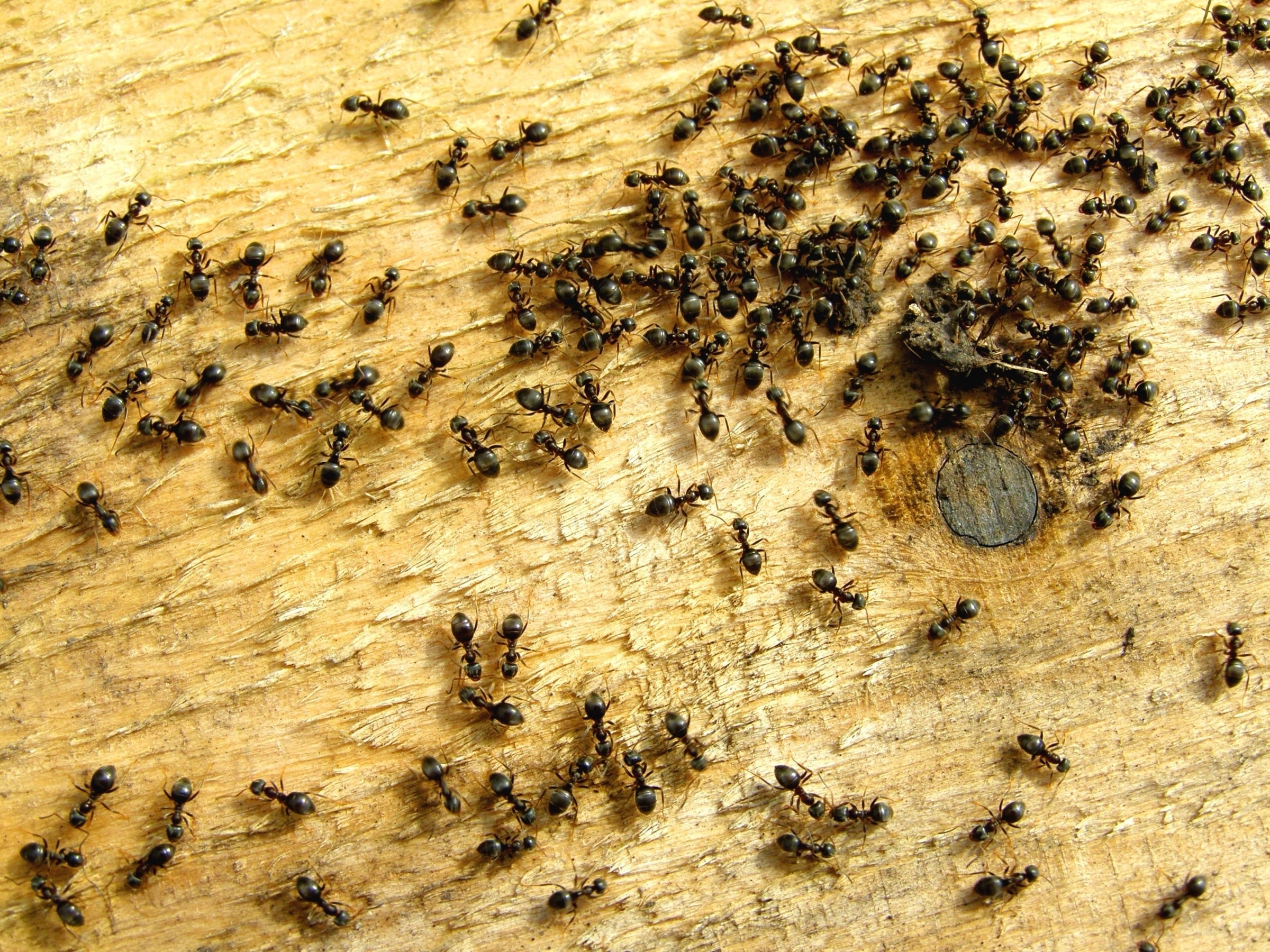 Pavement ants on wood—exterior ant nesting near Lancaster PA homes