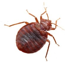 Bed Bugs