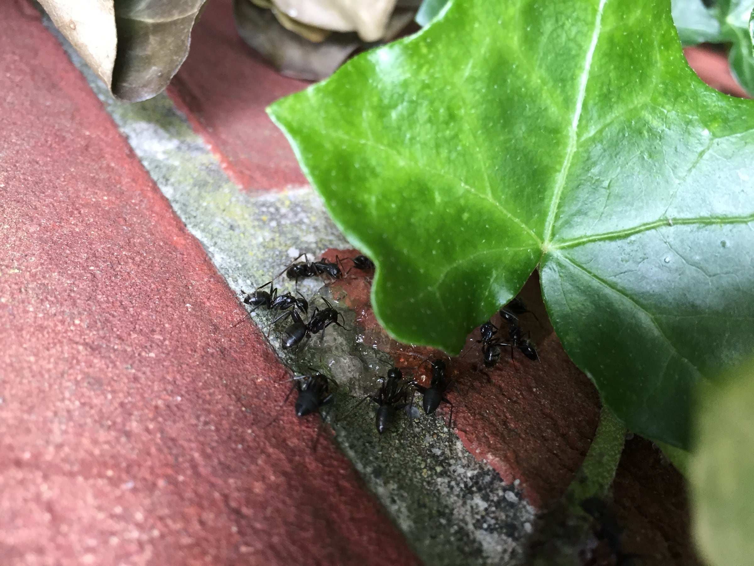 Carpenter ants on bait—identification and control in Lancaster and Harrisburg PA