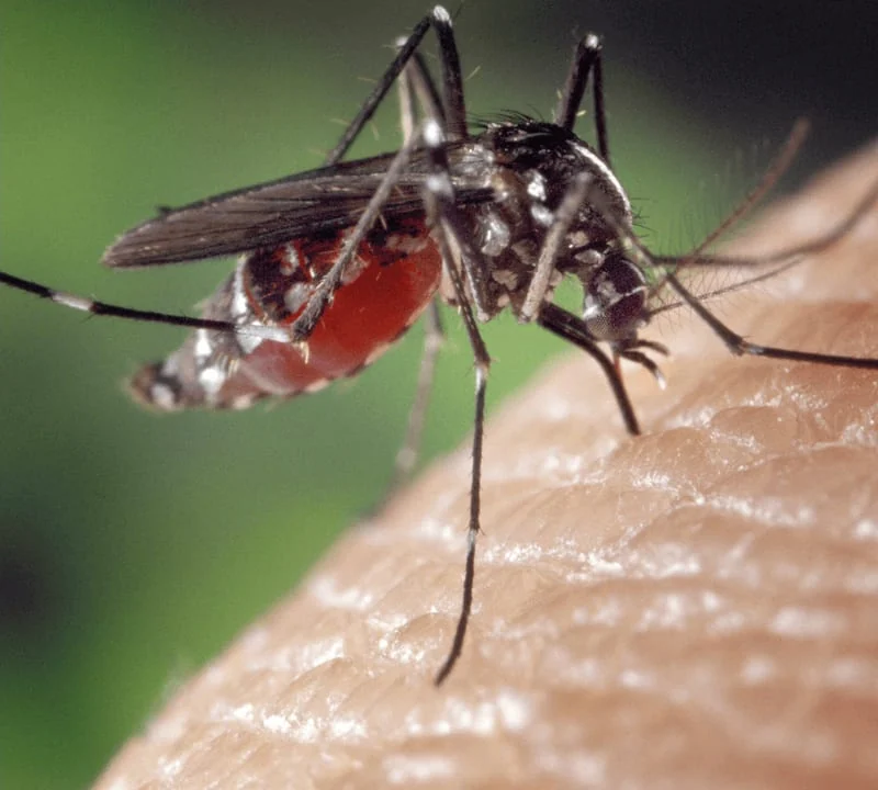 Ticks & Mosquitoes