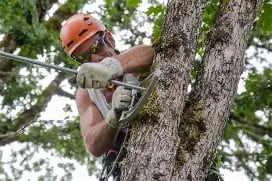 Spider and household pest control in Lancaster and Harrisburg PA