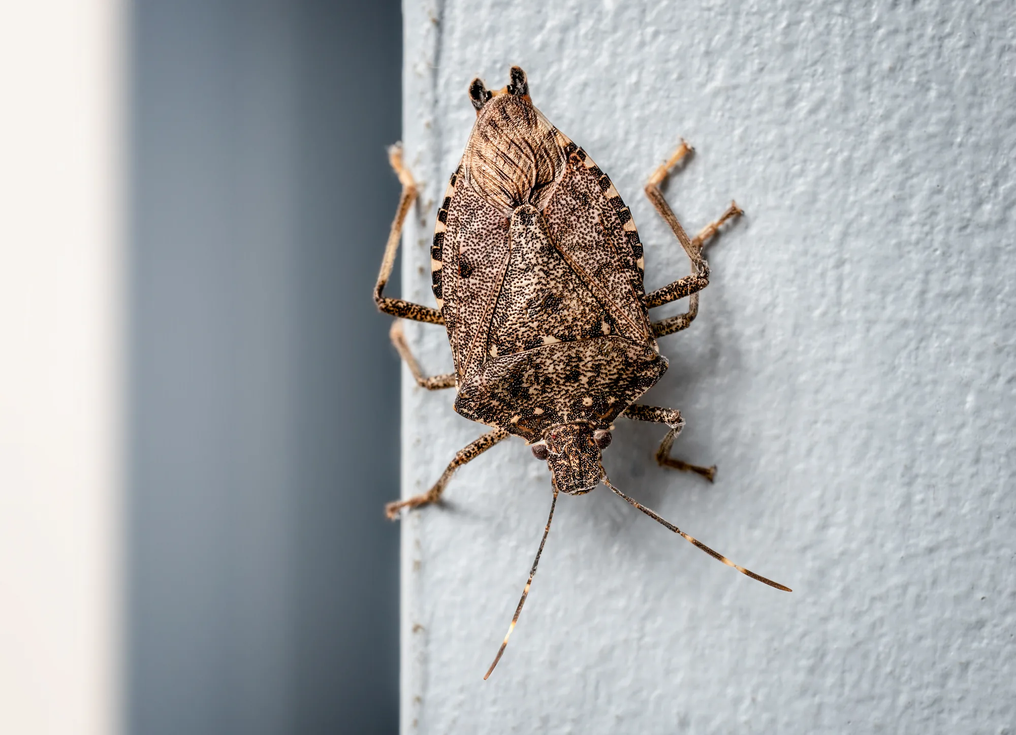 Other Pests