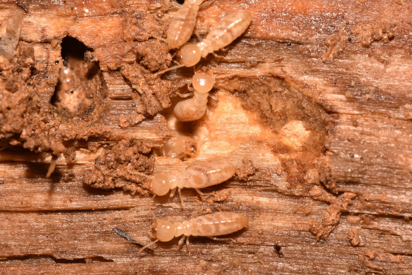 Subterranean termite damage in wood—professional termite inspection in Lancaster and Harrisburg PA