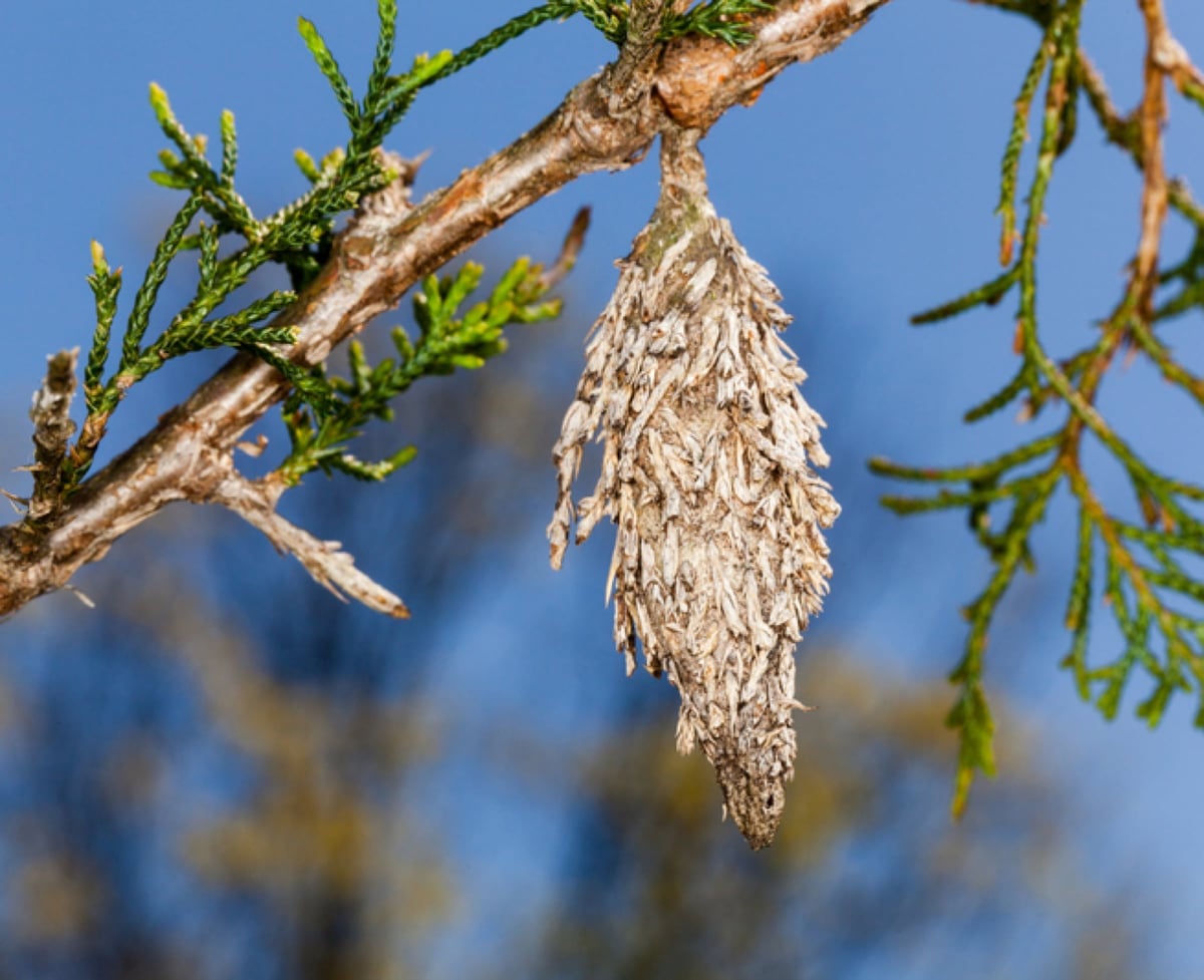 Bagworm insect damage on an evergreen tree in Lancaster County Pennsylvania