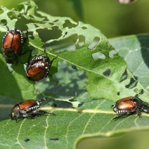Japanese beetles feeding on landscape foliage in South Central Pennsylvania