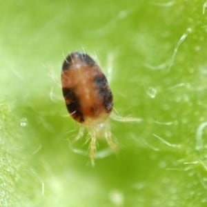 Two-spotted spider mite damage on ornamental plants
