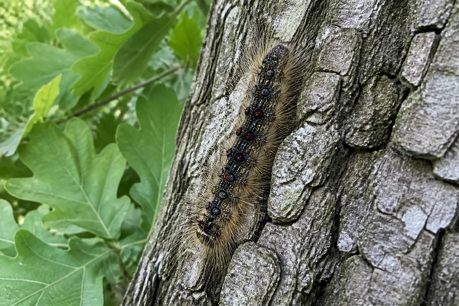 Spongy moth caterpillar on oak bark in Pennsylvania