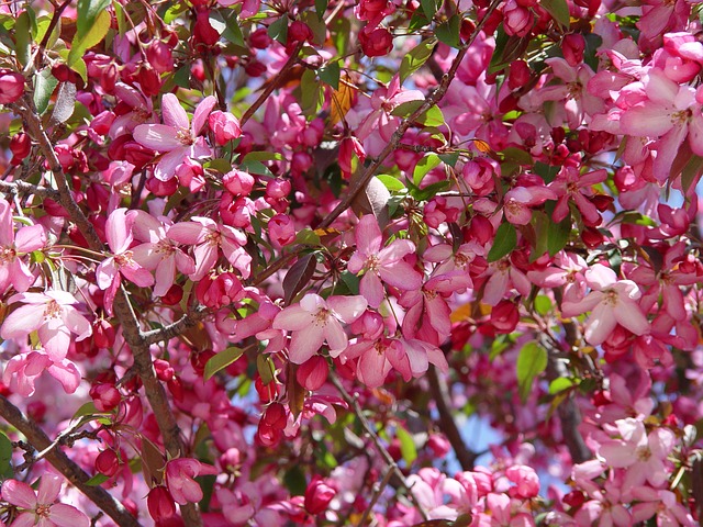 Putting Some Spring In Your Step With Flowering Trees Tomlinson Crable Flowers Pink